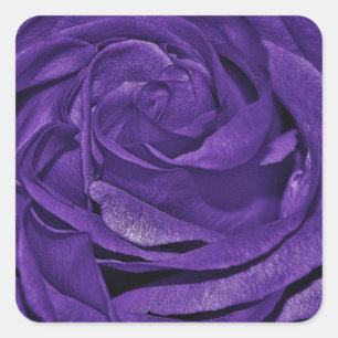 Sticker Carré Rose violet de Fibro