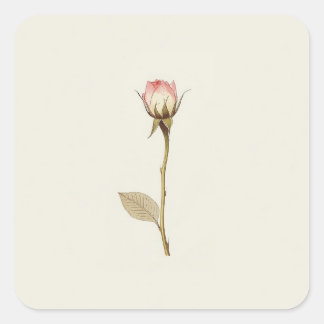 Sticker Carré Rosebud de Possibilités oeuvre d'art