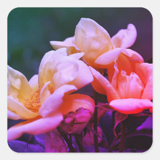 Sticker Carré Rosebuds teintés Floral