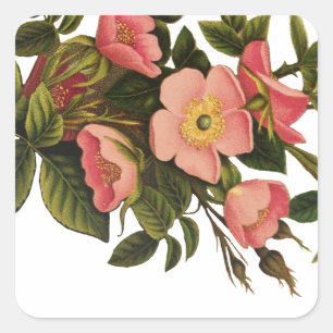 Sticker Carré Roses Anciennes Jolies Roses Botaniques Roses