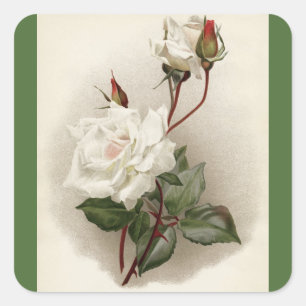 Sticker Carré Roses blanches victoriennes Vert
