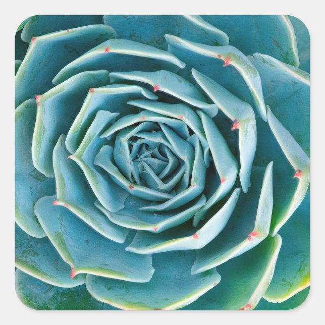 Sticker Carré Rosette d'Echeveria, Jardin Secret de Marrakech (Devant)