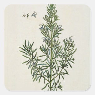 Sticker Carré Rosmarinus Officinalis, "d'un de fines herbes