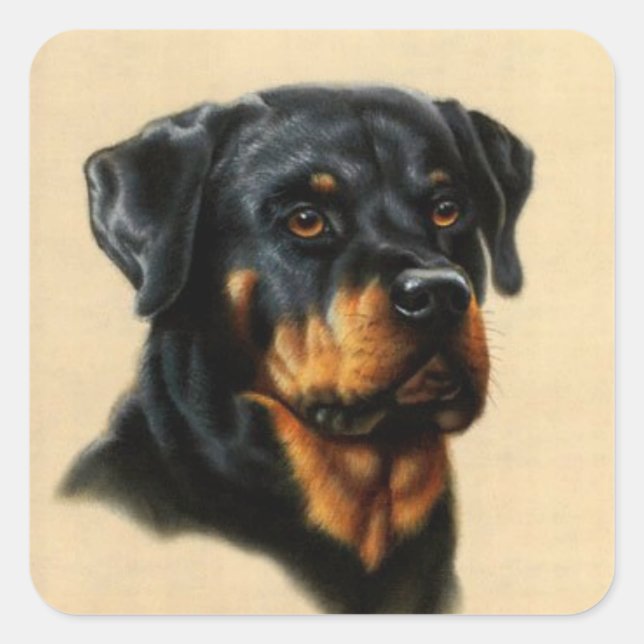 Sticker Carré Rottweiler (Devant)