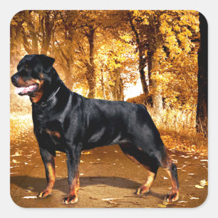 Sticker Carré Rottweiler