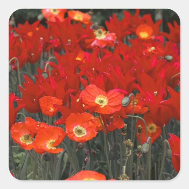 Sticker Carré Rouge Comme Vos Tulipes (Devant)