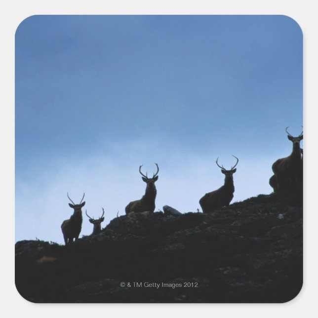 STICKER CARRÉ ROUGE DEER (CERVUS ELAPHUS) SILHOUETTÉ CONTRE (Devant)