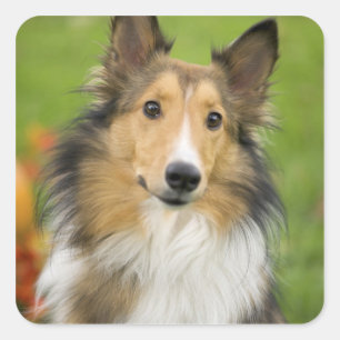 Sticker Carré Rough Collie, chien