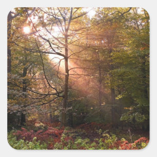 Sticker Carré Royaume-Uni. Forêt de Dean. Rayon de soleil pénétr