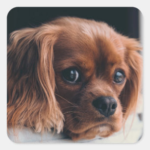 Sticker Carré Ruby Cavalier le roi Charles Spaniel