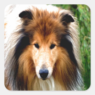Sticker Carré rugueux collie chien se mouvoir d'aimer