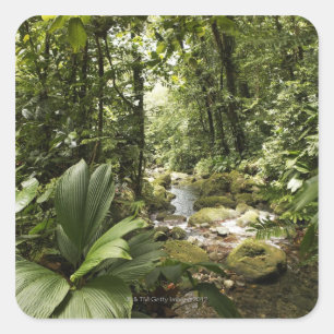Sticker Carré ruisseau en forêt tropicale, Dominique