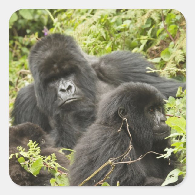 Sticker Carré Rwanda, Parc national des volcans (Devant)