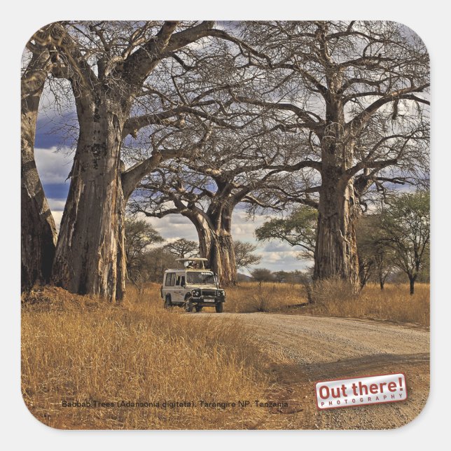 Sticker Carré Safari (Devant)