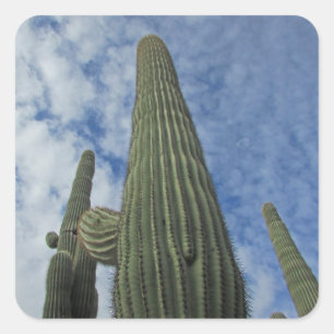 Sticker Carré Saguaro Cactus Atteindre le ciel bleu Sud-ouest