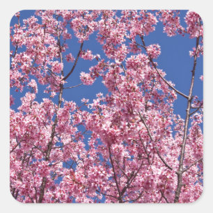 Sticker Carré Sakura Cerisiers en Fleur Dans Le Bleu