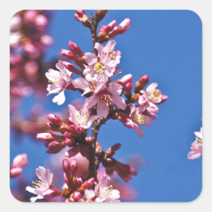 Sticker Carré Sakura Cerisiers en Fleur Touchant le Bleu