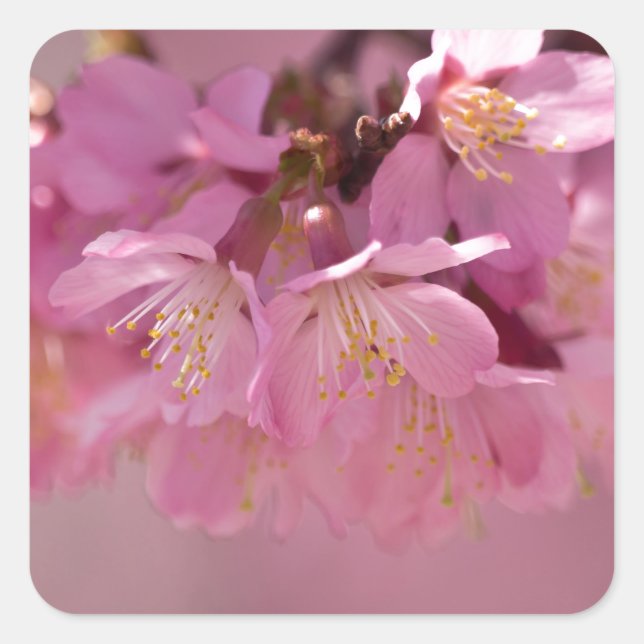 Sticker Carré Sakura Cherry Blossoms Delicate Pink Bouquet (Devant)