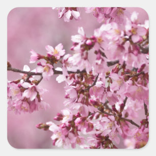 Sticker Carré Sakura Cherry Blossoms Pastel Pink Layers