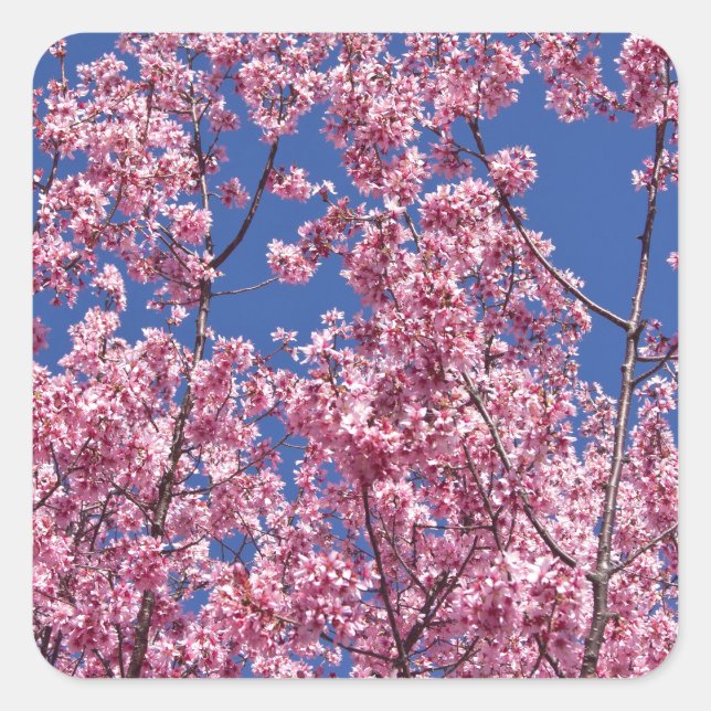 Sticker Carré Sakura Cherry Fleurit Dans Le Bleu (Devant)