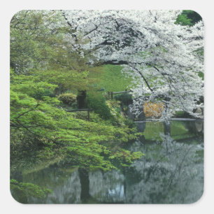 Sticker Carré Sakura, jardin Koishikawa Koraku-en, Tokyo,