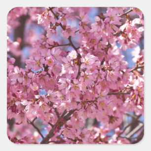 Sticker Carré Sakura Pink Cherry Blossom Sky