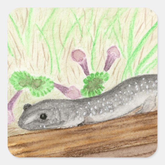 Sticker Carré Salamander (Devant)