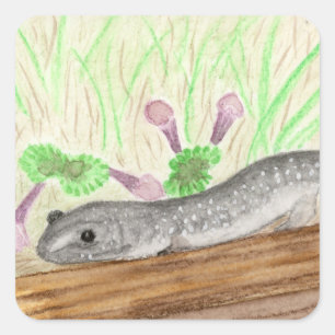 Sticker Carré Salamander