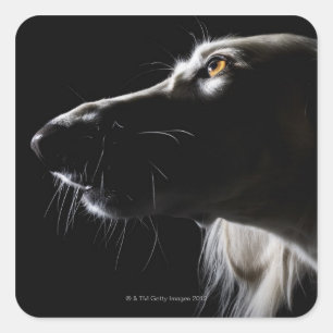 Sticker Carré Saluki, portrait