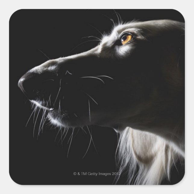 Sticker Carré Saluki, portrait (Devant)