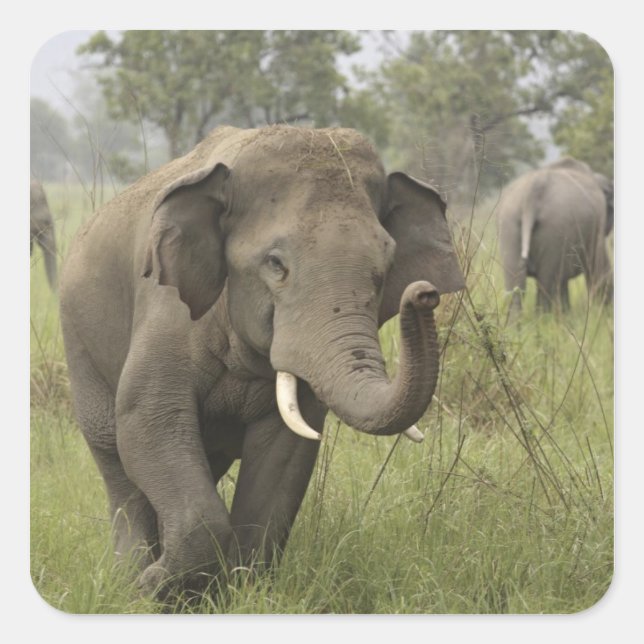 Sticker Carré Salutation de l'éléphant d'Asie indien (Devant)