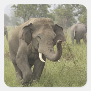 Sticker Carré Salutation des éléphants d'Asie indienne