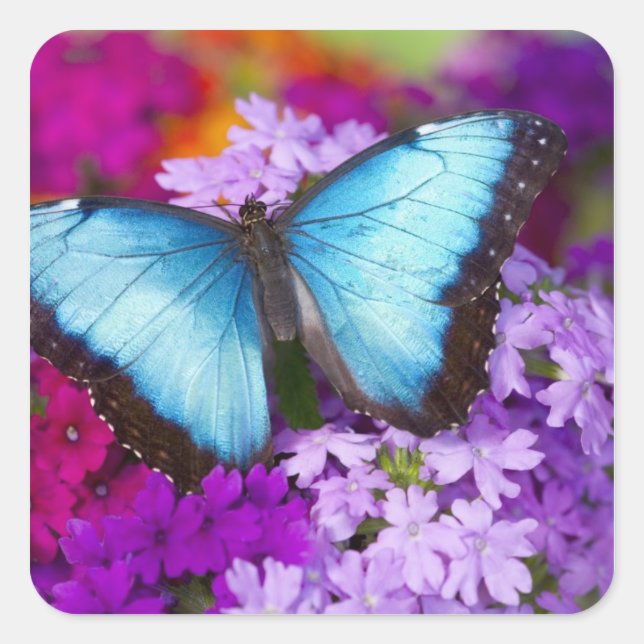 Sticker Carré Sammamish Washington Papillon Tropical (Devant)