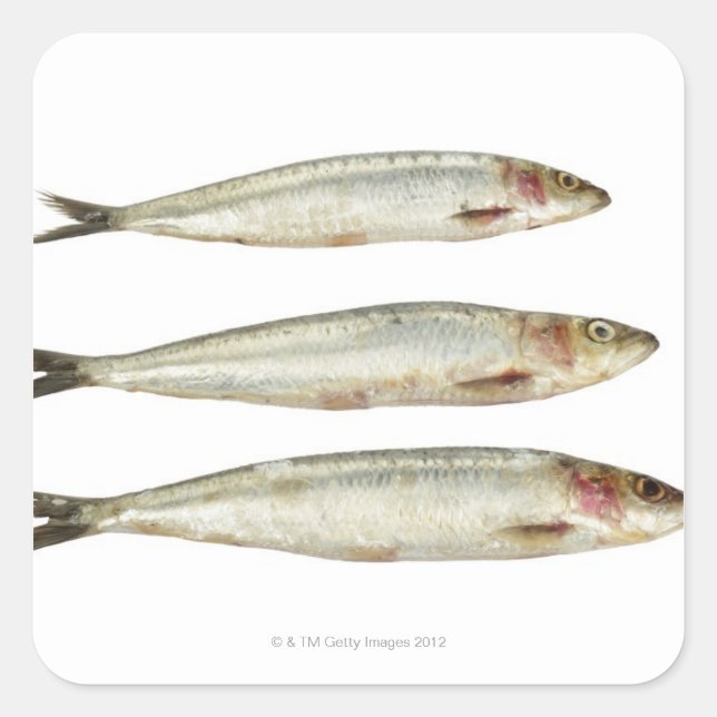 Sticker Carré Sardines (Pilards) 2 (Devant)