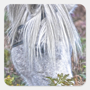 Sticker Carré Saule blanc Nouvelle Forêt Pony Pacé sur le Bracke