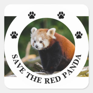 Sticker Carré Sauver la faune du Panda roux