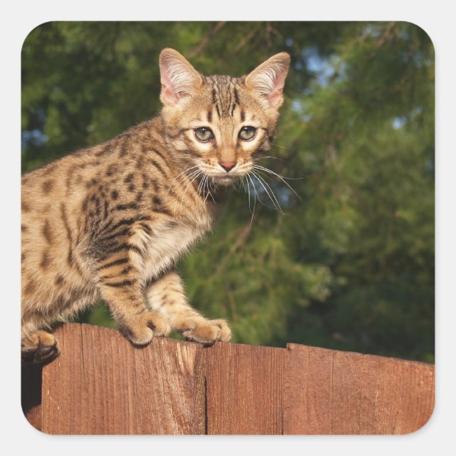 Sticker Carré Savannah Cat (Devant)