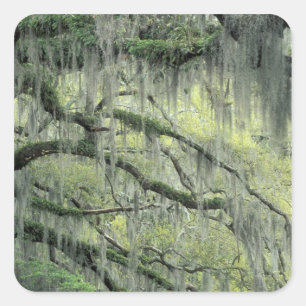 Sticker Carré Savannah, Géorgie, arbre de chêne vivant drapé de