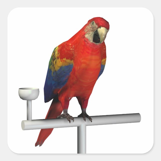 Sticker Carré Scarlet Macaw (Devant)