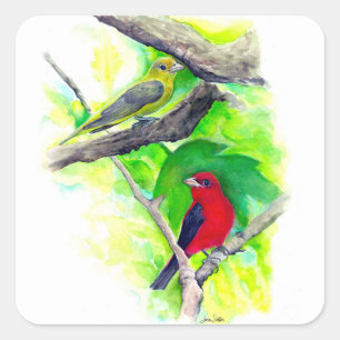 Sticker Carré Scarlet Tanagers Oiseaux Peinture