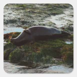 Sticker Carré Sceau du port de Sunset Lit II à San Diego