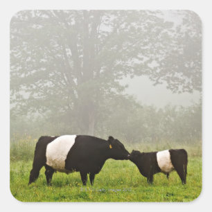 Sticker Carré Scène brumeuse de la vache ceinturée à Galloway