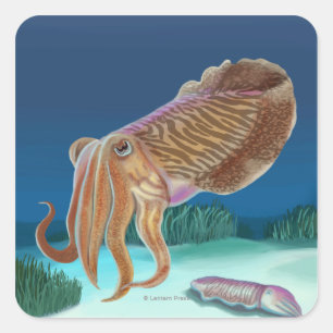 Sticker Carré Scène de MassachusettsCuttlefish