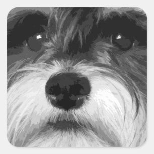 Sticker Carré Schnauzer miniature noir et blanc