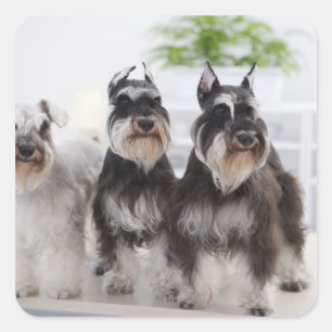 Sticker Carré Schnauzers miniatures debout au bord de la table