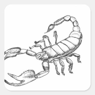 Sticker Carré Scorpion
