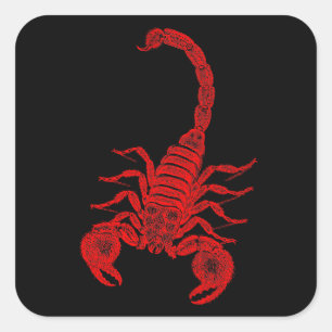 Sticker Carré Scorpion d'illustration vintage des années 1800 Sc