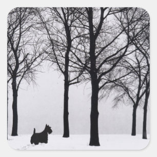 Sticker Carré Scottie dans les bois enneigés
