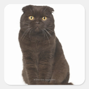 Sticker Carré Scottish Fold (18 mois) assis
