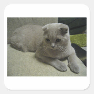 Sticker Carré Scottish_fold étendant 2.png